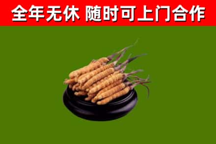 苏州烟酒回收冬虫夏草.jpg