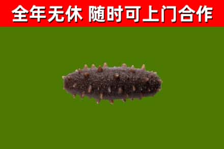 苏州回收海参干